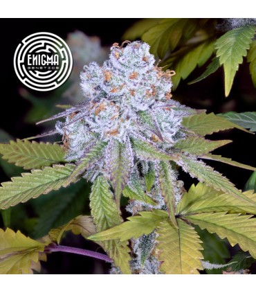 DoSiDos Sherbet