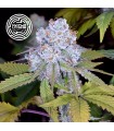 DoSiDos Sherbet