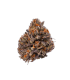 Triploid F1 Tropicana Cherry