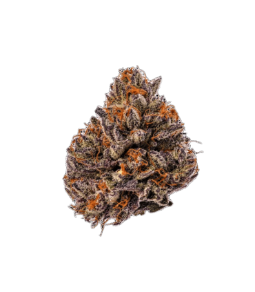 Triploid F1 Tropicana Cherry