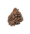 Triploid F1 Tropicana Cherry