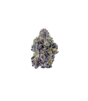 Triploid F1 Sticky Wasabi