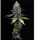 Zoap (Pink Guava x Rainbow Sherbet)