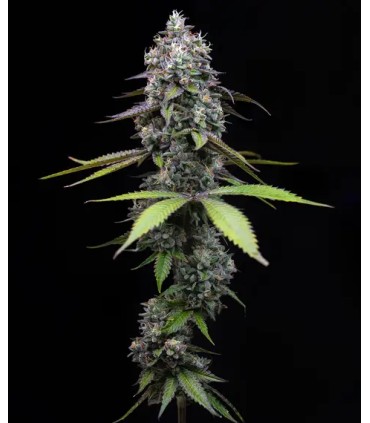 Zoap (Pink Guava x Rainbow Sherbet)