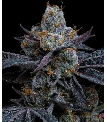 White Runtz (Gelato x Zkittlez)