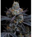 White Runtz (Gelato x Zkittlez)