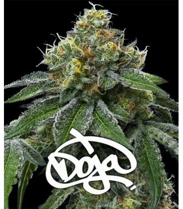 RS11 x Banana OG by DOJA