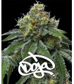 RS11 x Banana OG by DOJA