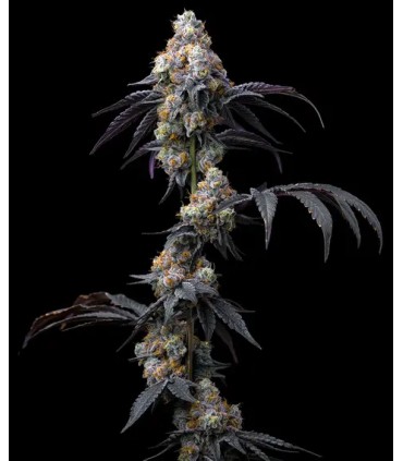 Rainbow Sherbet (Champagne x Blackberry)