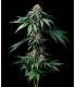 Mendo Breath (GKB x Mendo Montage)