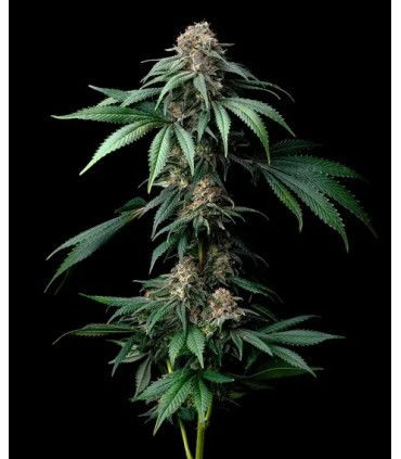 Mendo Breath (GKB x Mendo Montage)
