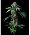Mendo Breath (GKB x Mendo Montage)