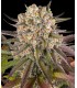 Limoncello (Lemonade x Cherry Pie)
