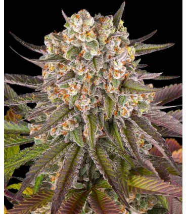 Limoncello (Lemonade x Cherry Pie)