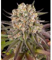 Limoncello (Lemonade x Cherry Pie)