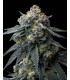 Jealousy (BX1 x Gelato 41)