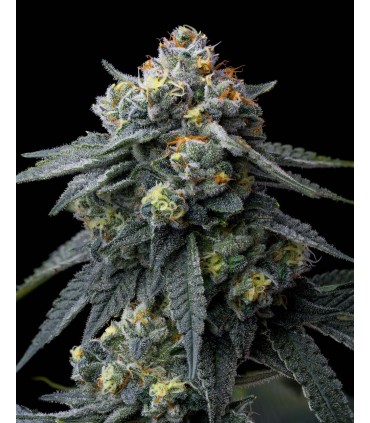 Jealousy (BX1 x Gelato 41)