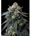 Jealousy (BX1 x Gelato 41)