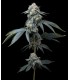 Jealousy (BX1 x Gelato 41)