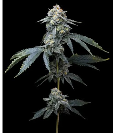 Jealousy (BX1 x Gelato 41)