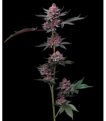 Cherry Poppers  (Lemon Kush x Cherry Zkittlez)