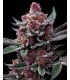 Cherry Poppers  (Lemon Kush x Cherry Zkittlez)