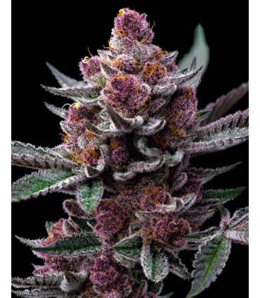 Cherry Poppers  (Lemon Kush x Cherry Zkittlez)