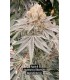 Apple B (Apple Tartz x Biker 081)