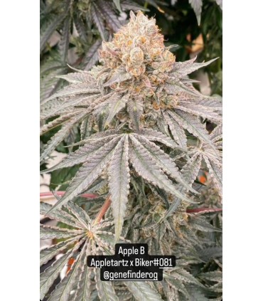 Apple B (Apple Tartz x Biker 081)