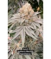 Apple B (Apple Tartz x Biker 081)