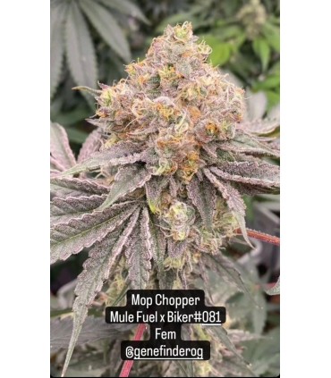 Mop Chopper (Mule Fuel x Biker081)