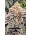 Mop Chopper (Mule Fuel x Biker081)