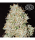 Pink Fritter (Fritter Licker x Pink Runtz)