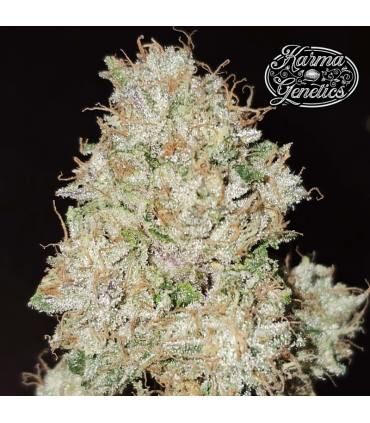 Pink Fritter (Fritter Licker x Pink Runtz)