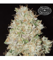 Pink Fritter (Fritter Licker x Pink Runtz)