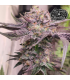 Pink Bacio (Gelato41 x Pink Runtz)