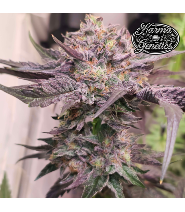 Pink Bacio (Gelato41 x Pink Runtz)