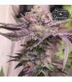 Pink Bacio (Gelato41 x Pink Runtz)