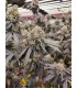 Pink Payton (Gary Payton x Pink Runtz)