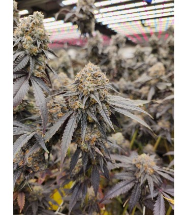 Pink Payton (Gary Payton x Pink Runtz)