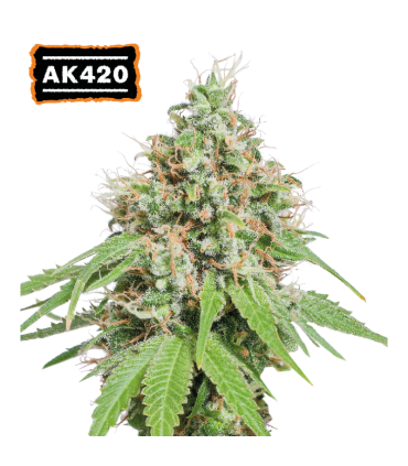 AK420 (AK47 BCN selection)