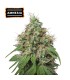 Amnesia (Original Amnesia x Outlaw Amnesia x Super Silver Haze)