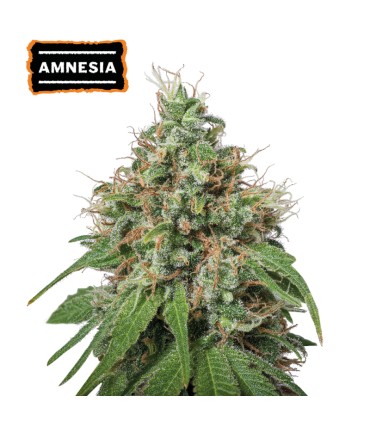 Amnesia (Original Amnesia x Outlaw Amnesia x Super Silver Haze)