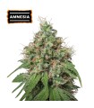 Amnesia (Original Amnesia x Outlaw Amnesia x Super Silver Haze)