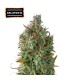 Auto Gelato 41