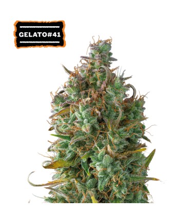 Auto Gelato 41