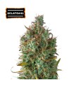 Auto Gelato 41