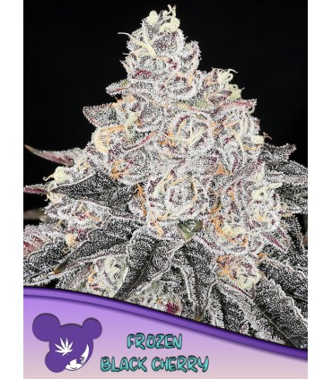 Frozen Black Cherry (Blackberry Moonrocks x Pacific Frost)
