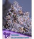 Auto Frozen Black Cherry