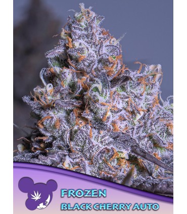 Auto Frozen Black Cherry